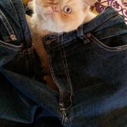 Exotic Enya (Miss Ice) 