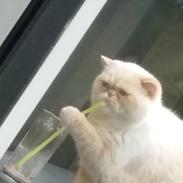 Exotic Enya (Miss Ice) 