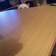 Exotic Enya (Miss Ice) 