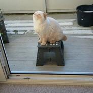 Exotic Enya (Miss Ice) 