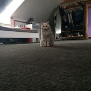 Blanding af racer Aya Dobbo (Kaldet Aya)