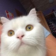 Blanding af racer Aya Dobbo (Kaldet Aya)