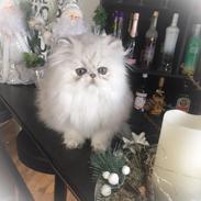 Perser Mellowrose's Grace / Fluffy