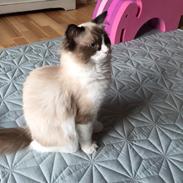 Ragdoll Ronja