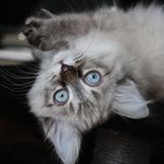 Ragdoll Toulouse