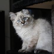 Ragdoll Toulouse