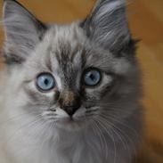 Ragdoll Toulouse