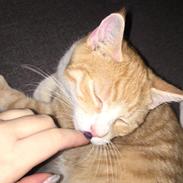 Blanding af racer Figaro