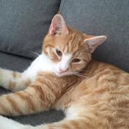 Blanding af racer Figaro