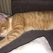 Blanding af racer Figaro