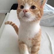 Blanding af racer Figaro