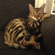 Bengal Ricko