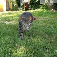 Huskat Silver Just Kidding