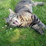 Huskat Silver Just Kidding