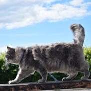 Maine Coon Bobby (hvil i fred <3)