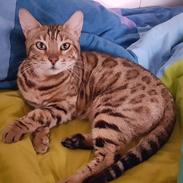 Bengal Leospot Benga Majenka