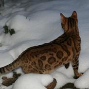 Bengal Leospot Benga Majenka