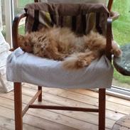 Norsk Skovkat garfild