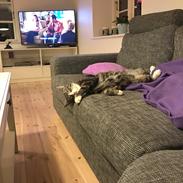 Huskat Busser Stinky Humørkæp Sir-fucksalot Mr-Stinky