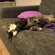 Huskat Busser Stinky Humørkæp Sir-fucksalot Mr-Stinky