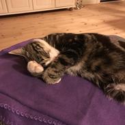 Huskat Busser Stinky Humørkæp Sir-fucksalot Mr-Stinky