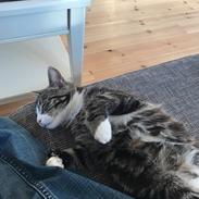 Huskat Busser Stinky Humørkæp Sir-fucksalot Mr-Stinky