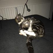 Huskat Busser Stinky Humørkæp Sir-fucksalot Mr-Stinky