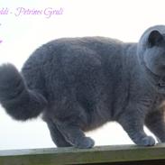 British Shorthair Guddi(Petrines Gurli)