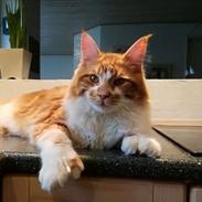 Maine Coon Aslan