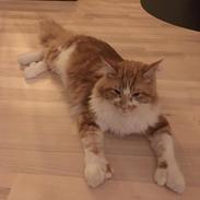 Maine Coon Aslan