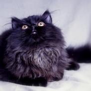 Selkirk Rex  Bamse  (Dk Selrexwin Blake)