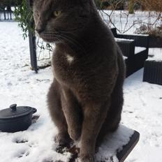 Blanding af racer Silver