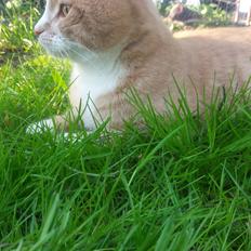 Blanding af racer Ginger