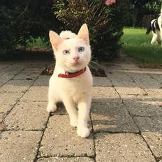 Blanding af racer Melina (hvid kat)