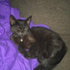 Blanding af racer Timo R.I.P :(