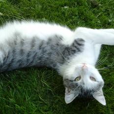 Blanding af racer Sofuskat