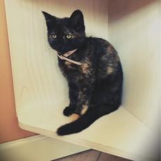 Blanding af racer Mona (killing)