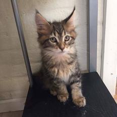 Maine Coon Dk Engbergs Aya