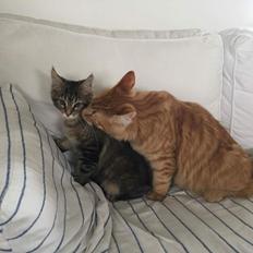 Maine Coon Dk Engbergs Aya