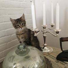 Maine Coon Dk Engbergs Aya