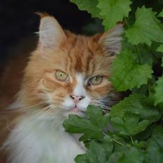 Maine Coon Timitas Danish Dynamite