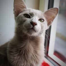 Orientalsk Langhåret DK Kamyne Daisy Duck