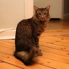 Orientalsk Langhåret DK*Arjuna's Al "Scarface" Capone