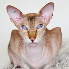 Peterbald DK Petheaven Marshmellow Rufus
