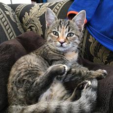 Blanding af racer Tulle <3