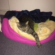 Blanding af racer Mille