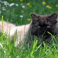 British Longhair Coco