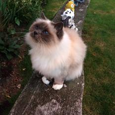 Blanding af racer Tinkerbell, men i daglig tale Tøsen