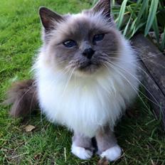 Blanding af racer Tinkerbell, men i daglig tale Tøsen