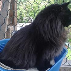 Tyrkisk Angora IP/SC Pirlanta'dan Black Devil